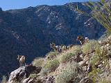 A Anza Borrego Desert 018